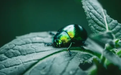 Scarabée : signification, symbolisme et lithothérapie